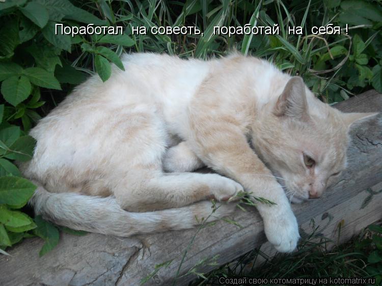 Котоматрица: Поработал  на совесть,  поработай  на  себя !