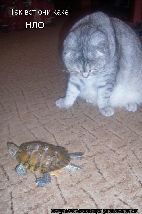 Котоматрица: Так вот они каке! НЛО