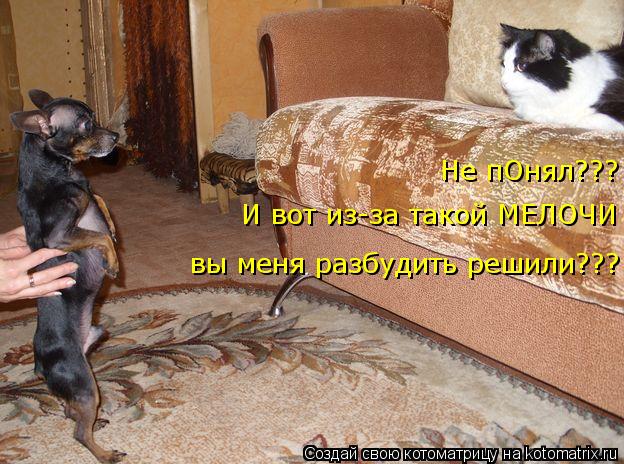 Котоматрица: Не пОнял??? И вот из-за такой МЕЛОЧИ вы меня разбудить решили???