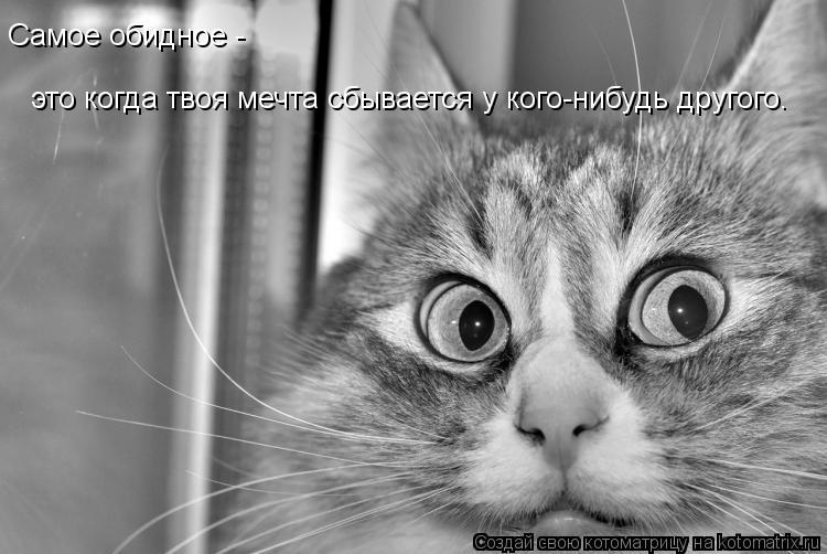 Котоматрица: Самое обидное -  это когда твоя мечта сбывается у кого-нибудь другого.
