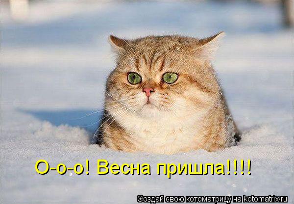Котоматрица: О-о-о! Весна пришла!!!!
