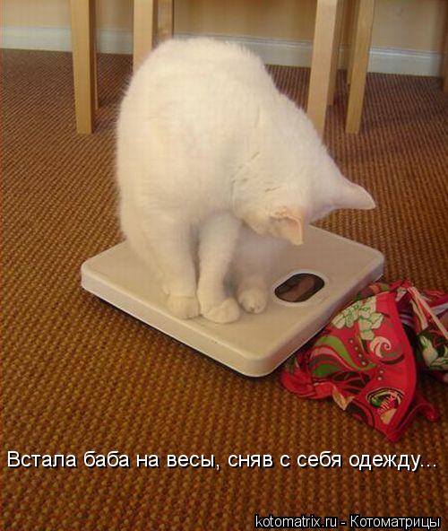 Котоматрица: Встала баба на весы, сняв с себя одежду...