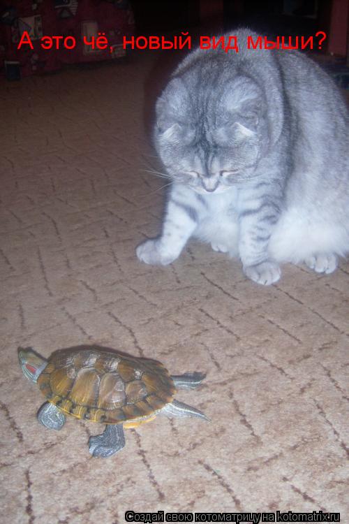 Котоматрица: А это чё, новый вид мыши?