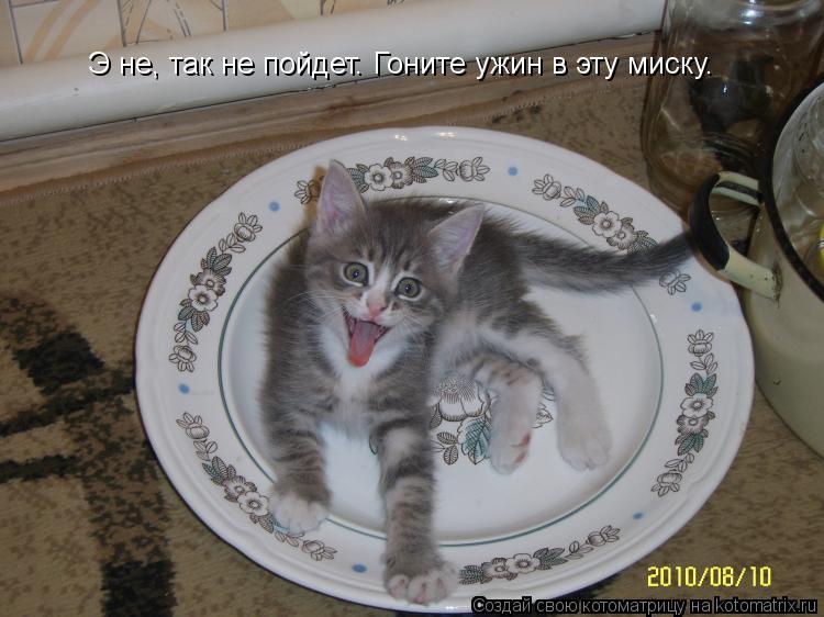 Котоматрица: Э не, так не пойдет. Гоните ужин в эту миску.