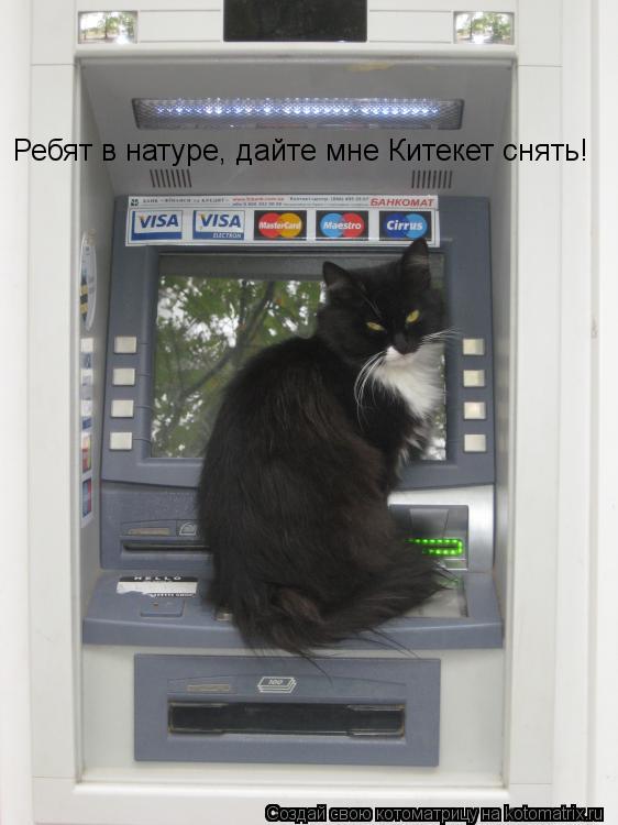 Котоматрица: Ребят в натуре, дайте мне Китекет снять!