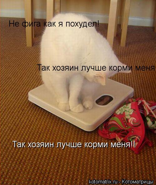 Котоматрица: Не фига как я похудел! Так хозяин лучше корми меня!! Так хозяин лучше корми меня!!