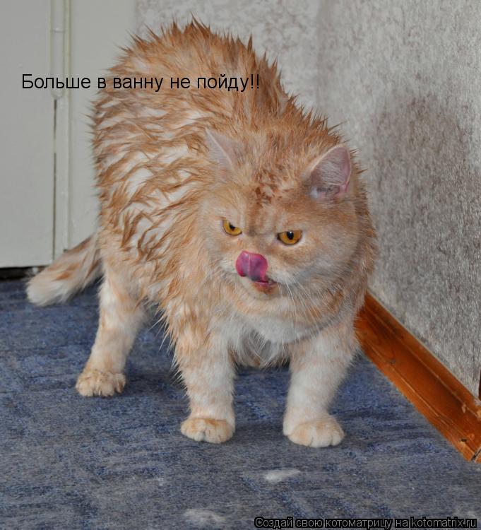 Котоматрица: Больше в ванну не пойду!!