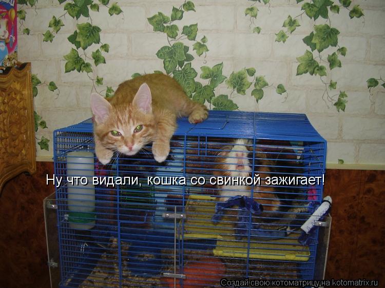 Котоматрица: Ну что видали, кошка со свинкой зажигает!