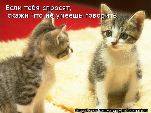 Котоматрица: Если тебя спросят,   скажи что не умеешь говорить.