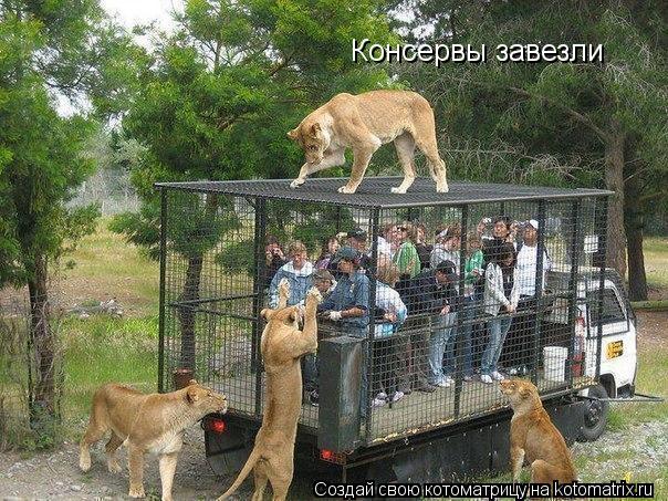 Котоматрица: Консервы завезли