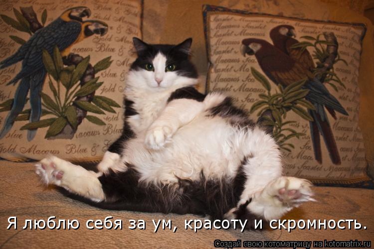 Котоматрица: Я люблю себя за ум, красоту и скромность.