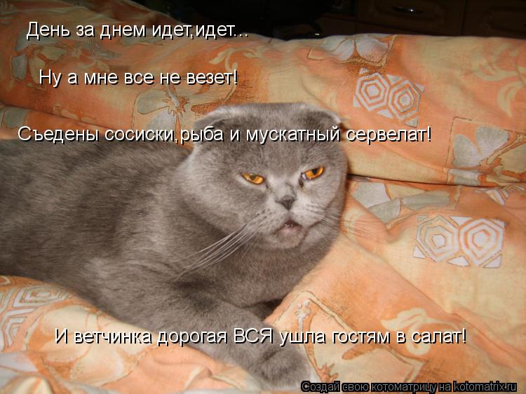 Котоматрица: День за днем идет,идет... Ну а мне все не везет! Съедены сосиски,рыба и мускатный сервелат! И ветчинка дорогая ВСЯ ушла гостям в салат!