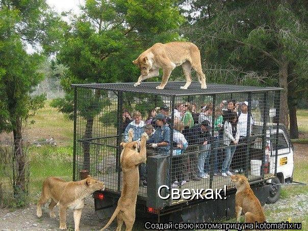 Котоматрица: Свежак!