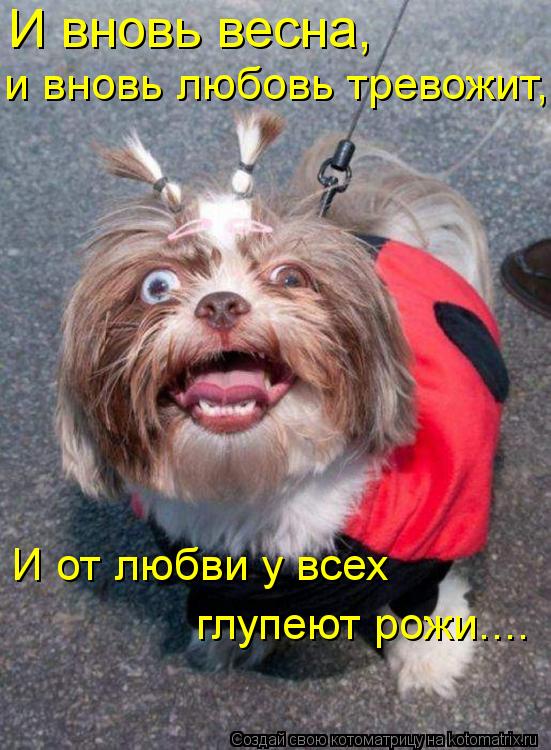 И вновь весна, и вновь любовь тревожит, И от любви у всех глупеют рожи....... Котоматрица: И вновь весна, и вновь любовь тревожит, И от любви у всех глупеют рожи....