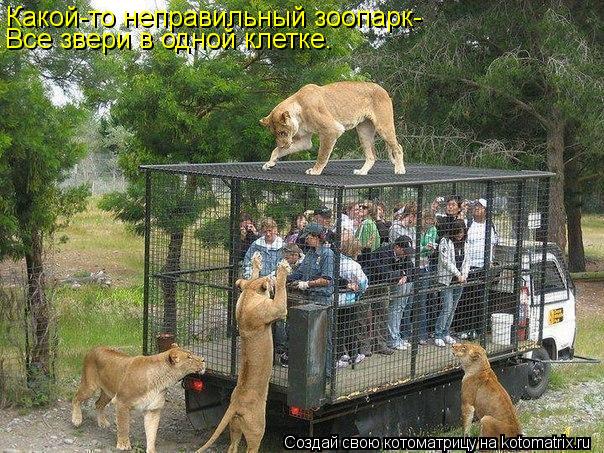 Котоматрица: Какой-то неправильный зоопарк- Все звери в одной клетке.