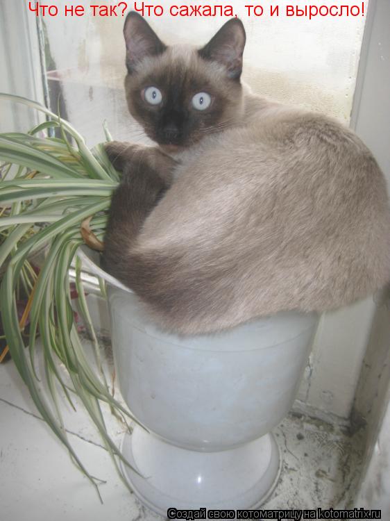 Котоматрица: Что не так? Что сажала, то и выросло!