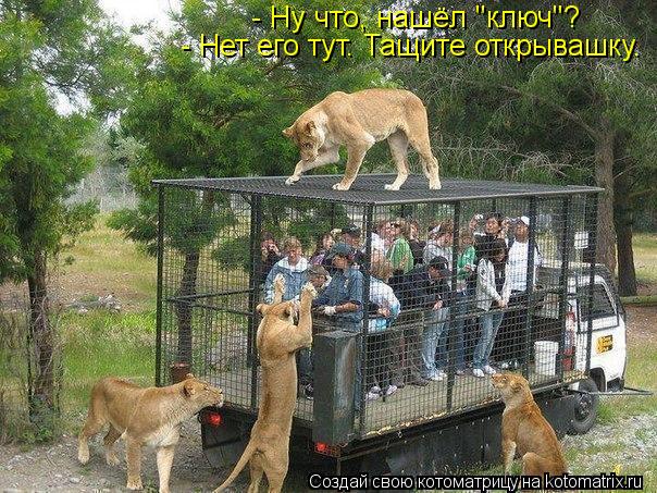 Котоматрица: - Ну что, нашёл "ключ"? - Нет его тут. Тащите открывашку.