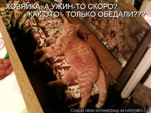 Котоматрица: ХОЗЯЙКА, А УЖИН-ТО СКОРО? КАК ЭТО - ТОЛЬКО ОБЕДАЛИ???