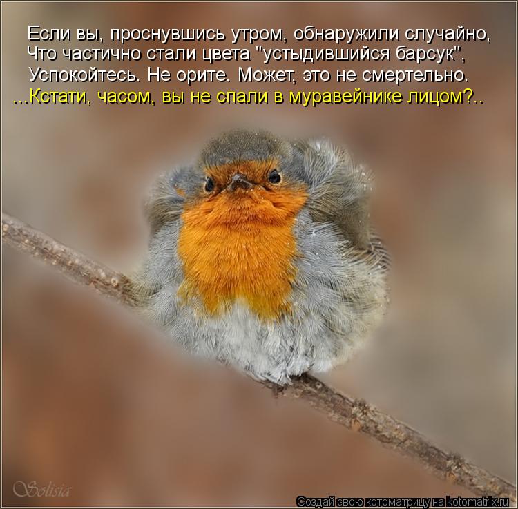 Если вы, проснувшись утром, обнаружили случайно, Успокойтесь. Не орите. Может, это не смертельно. ...... Котоматрица: Если вы, проснувшись утром, обнаружили случайно, Успокойтесь. Не орите. Может, это не смертельно. ...Кстати, часом, вы не спали в муравейнике л