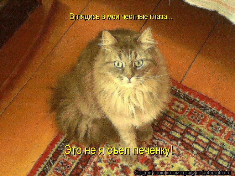 Котоматрица: Вглядись в мои честные глаза... Это не я съел печенку!