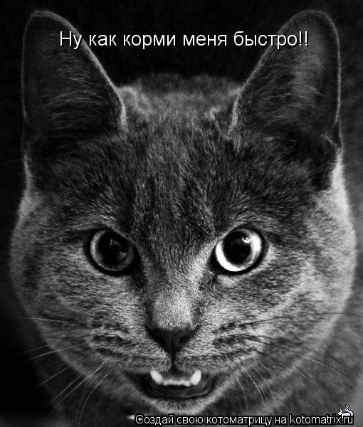 Котоматрица: Ну как корми меня быстро!!