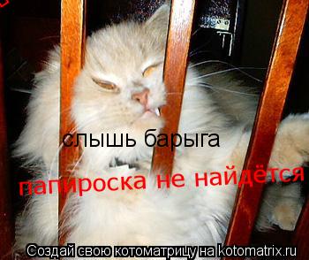 Котоматрица: слышь барыга  папироска не найдётся папироска не найдётся