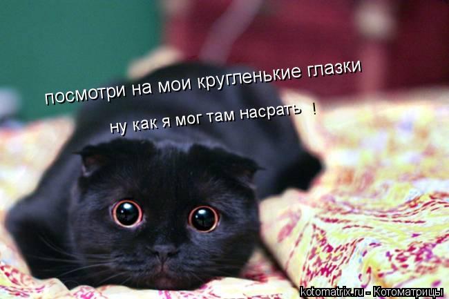 Котоматрица: посмотри на мои кругленькие глазки ну как я мог там насрать ! ! !
