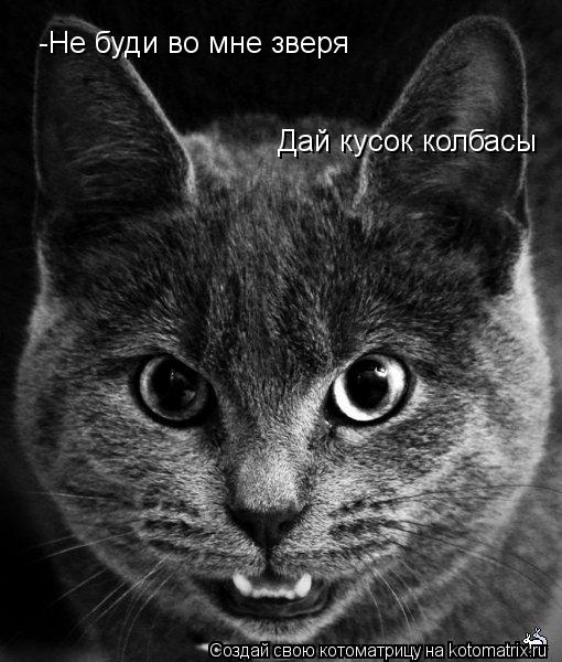 Котоматрица: -Не буди во мне зверя Дай кусок колбасы