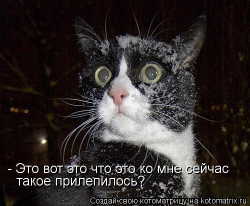 Котоматрица: - Это вот это что это ко мне сейчас  такое прилепилось?