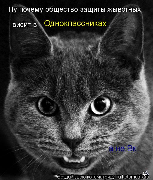 Котоматрица: Ну почему общество защиты жывотных висит в Одноклассниках а не Вк