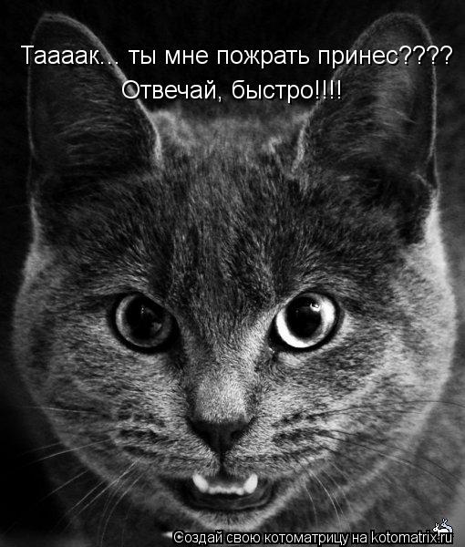 Котоматрица: Таааак... ты мне пожрать принес???? Отвечай, быстро!!!!