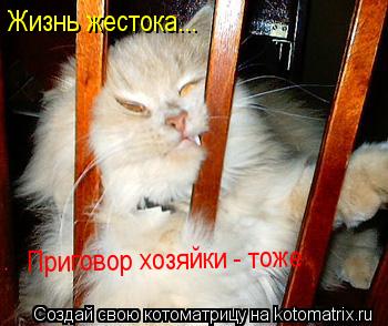 Котоматрица: Жизнь жестока... Приговор хозяйки - тоже