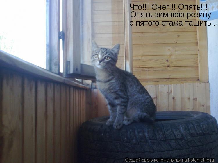 Котоматрица: Что!!! Снег!!! Опять!!!  Опять зимнюю резину  с пятого этажа тащить...
