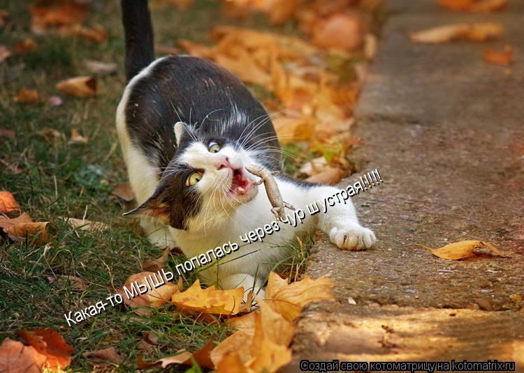 Котоматрица: Какая-то МЫШЬ попалась через чур шустрая!!!!!