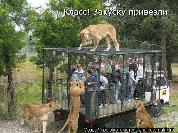 Котоматрица: Класс! Закуску привезли!