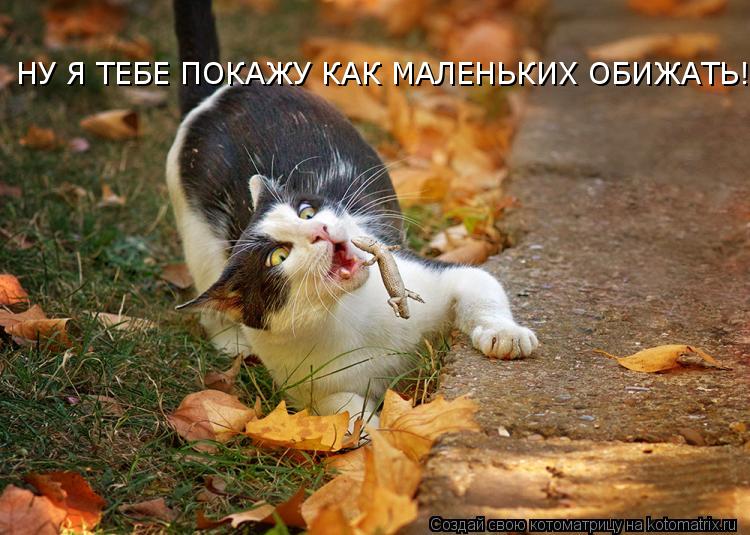 Котоматрица: НУ Я ТЕБЕ ПОКАЖУ КАК МАЛЕНЬКИХ ОБИЖАТЬ!!!!!
