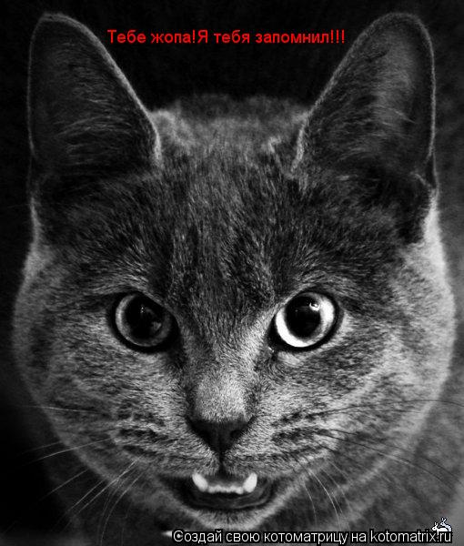 Котоматрица: Тебе жопа!Я тебя запомнил!!!