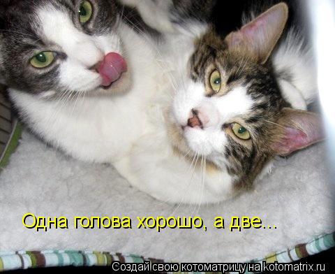 Котоматрица: Одна голова хорошо, а две...