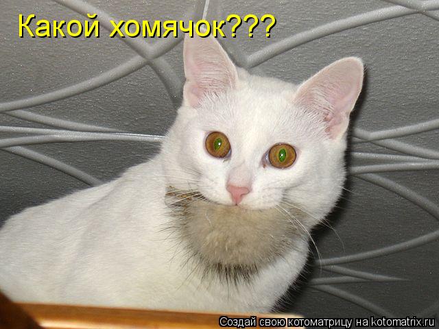 Котоматрица: Какой хомячок???