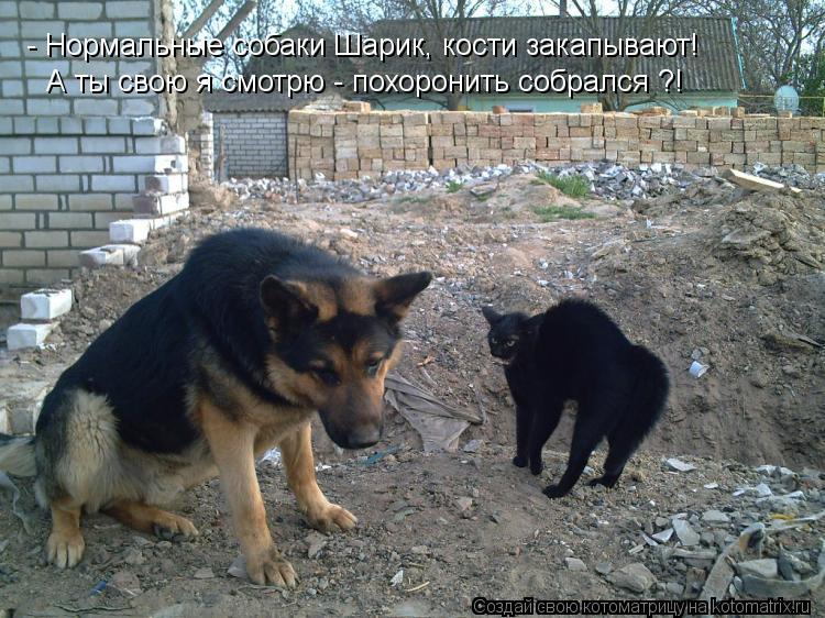 Котоматрица: - Нормальные собаки Шарик, кости закапывают! А ты свою я смотрю - похоронить собрался ?!
