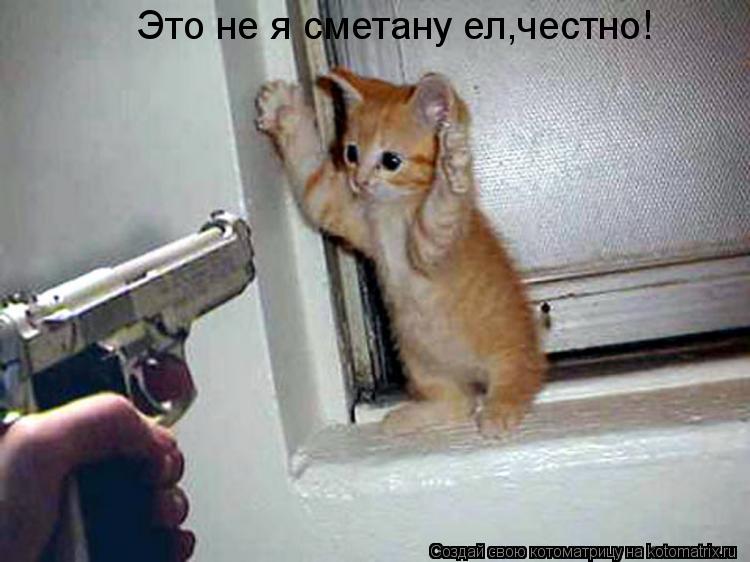 Котоматрица: Это не я сметану ел,честно!