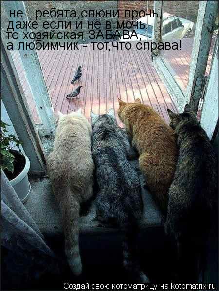 Котоматрица: не...ребята,слюни прочь, даже если и не в мочь, то хозяйская ЗАБАВА, а любимчик - тот,что справа!