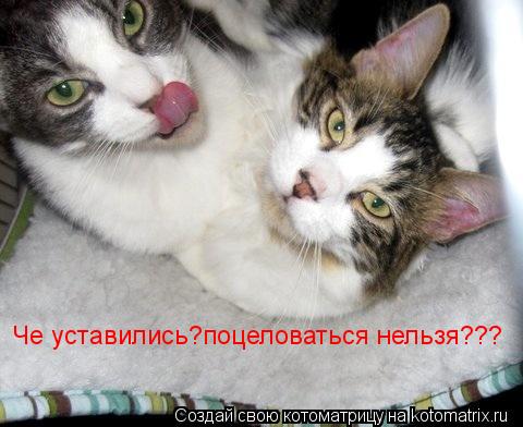 Котоматрица: Че уставились?поцеловаться нельзя???