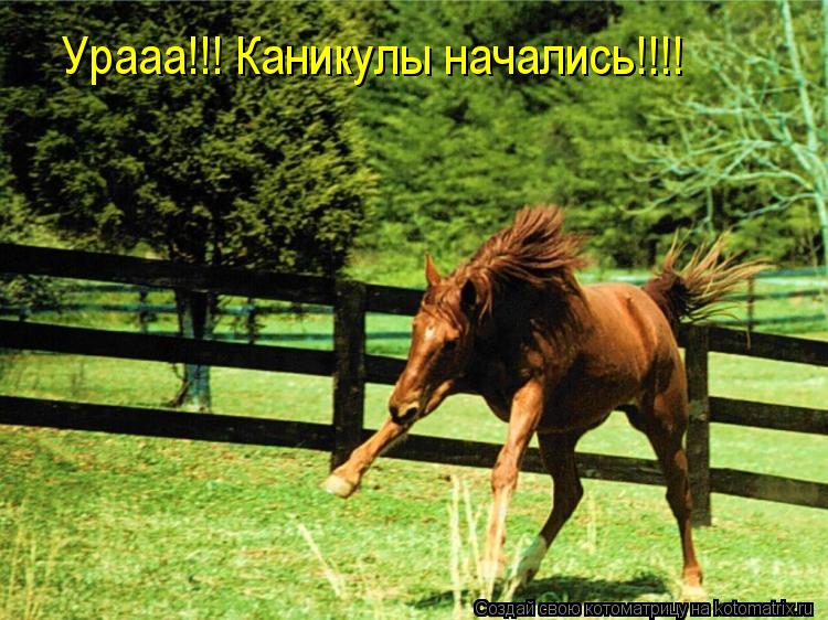 Котоматрица: Урааа!!! Каникулы начались!!!!