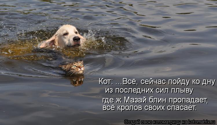 Котоматрица: где ж Мазай блин пропадает, где ж Мазай блин пропадает, всё кролов своих спасает. Кот: ...Всё, сейчас пойду ко дну из последних сил плыву