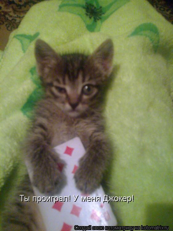 Котоматрица: Ты проиграл! У меня Джокер!