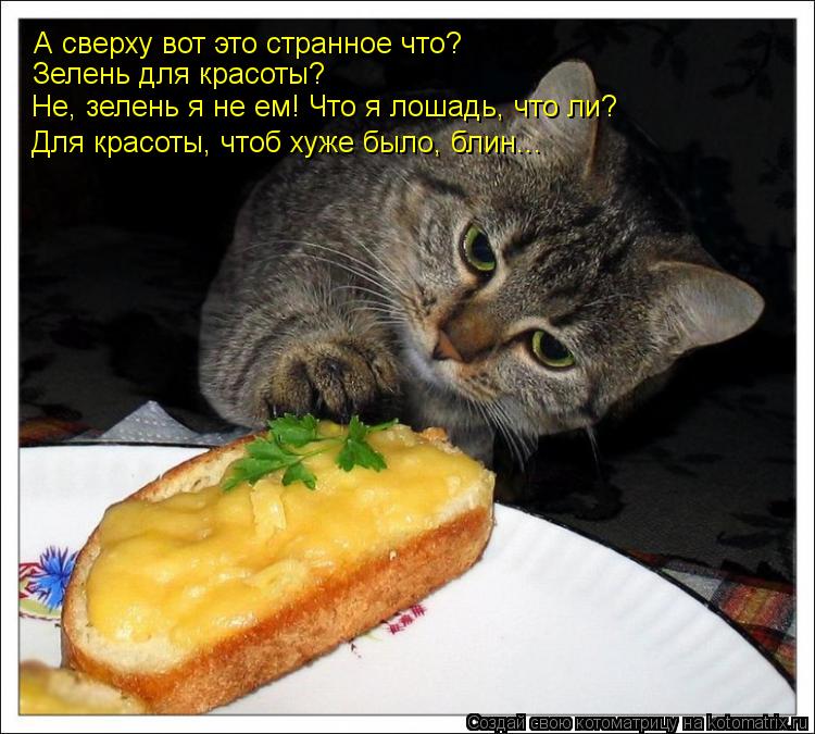 Котоматрица: А сверху вот это странное что? Зелень для красоты? Не, зелень я не ем! Что я лошадь, что ли? Для красоты, чтоб хуже было, блин...
