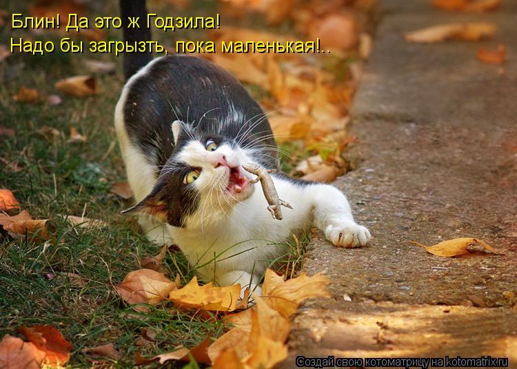 Котоматрица: Блин! Да это ж Годзила! Надо бы загрызть, пока маленькая!..