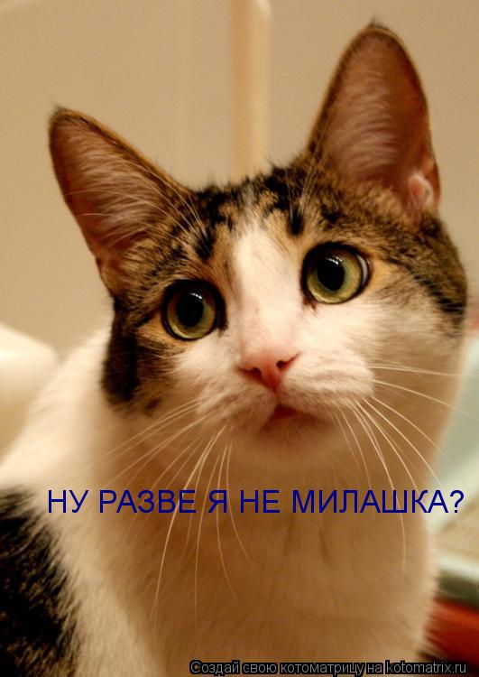 Котоматрица: НУ РАЗВЕ Я НЕ МИЛАШКА?