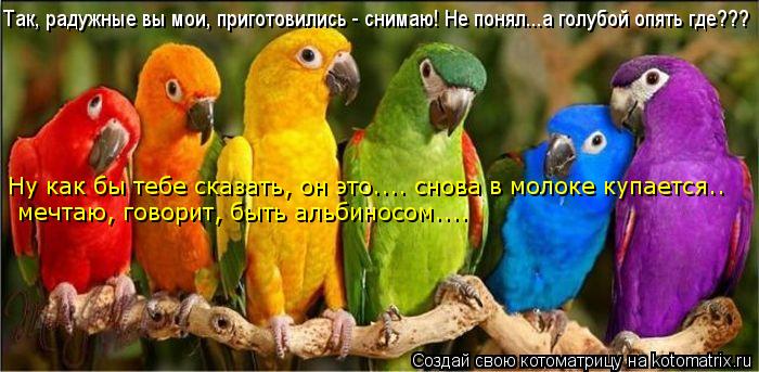 Котоматрица: Так, радужные вы мои, приготовились - снимаю! Не понял...а голубой опять где??? Ну как бы тебе сказать, он это.... снова в молоке купается..  мечтаю